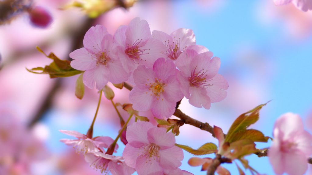 桜